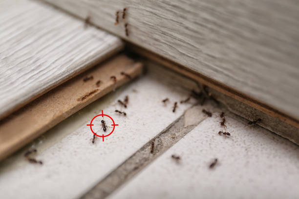 Best Termite Control Services  in Fannett, TX