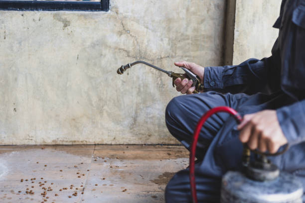 Best Rat Extermination Near Me  in Fannett, TX
